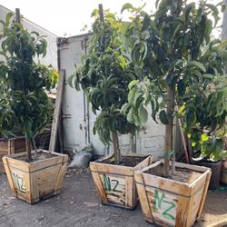 Avocado Hass , Nabal , Gem, Fuerte , Zutano , Pinkerton