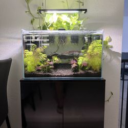 20 Gallon Full Set Up Aquarium OBO