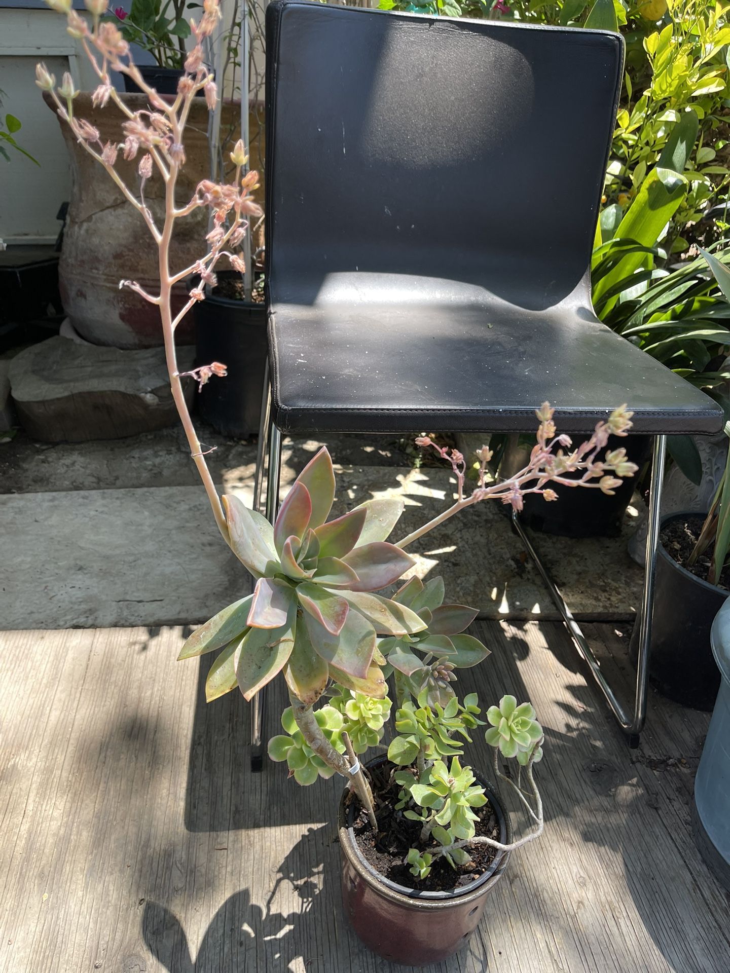 Succulents 