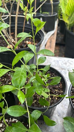 Small reseda plant