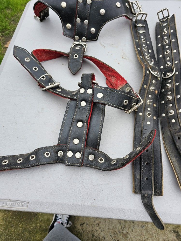 Dog Collars And Harness