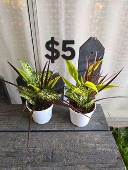 Plantas mixtas