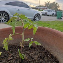 Husky Tomatoe Plant 