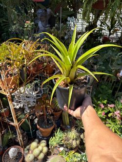 Bromeliad Plant Turns Red