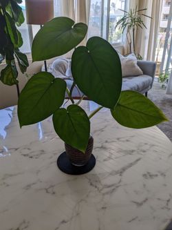 Rare Syngonium Chiapense Plant