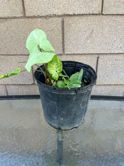 Plant
