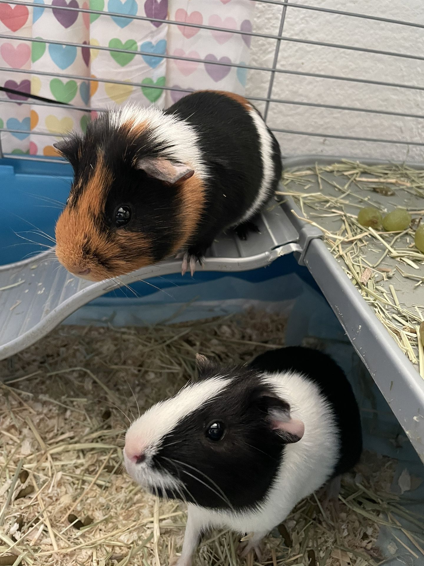 Guinea Pigs For Sale With Cage 