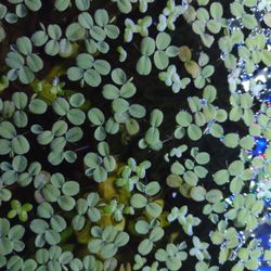 Aquatic Floating Plants Salvinia Minima  