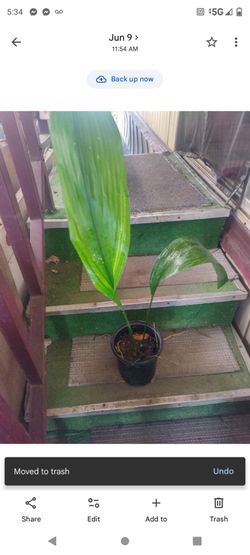Planta de sombra 1g