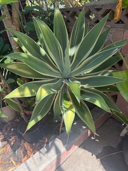 Variegated Smooth Agave (Agave desmettiana ‘Variegata’)