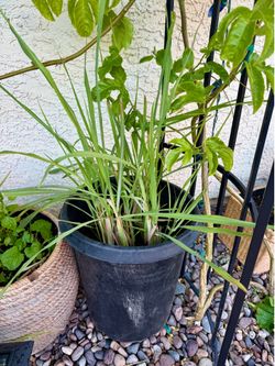 Lemongrass Plants