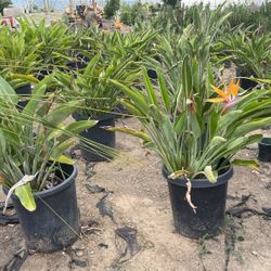 Birds Of Paradise