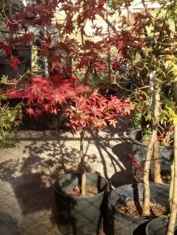 Various 🍁 Japanese Maple trees