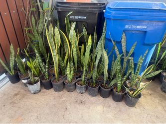 Snake plant