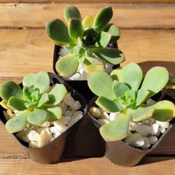 Echeveria Plants - Set Of 3 Small (2 inch) Pots $5