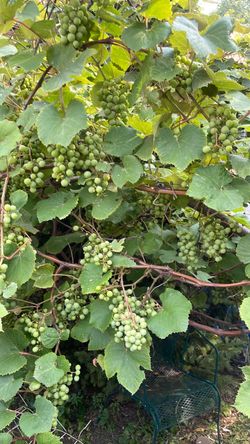 Grape trees cold hardy $10 each