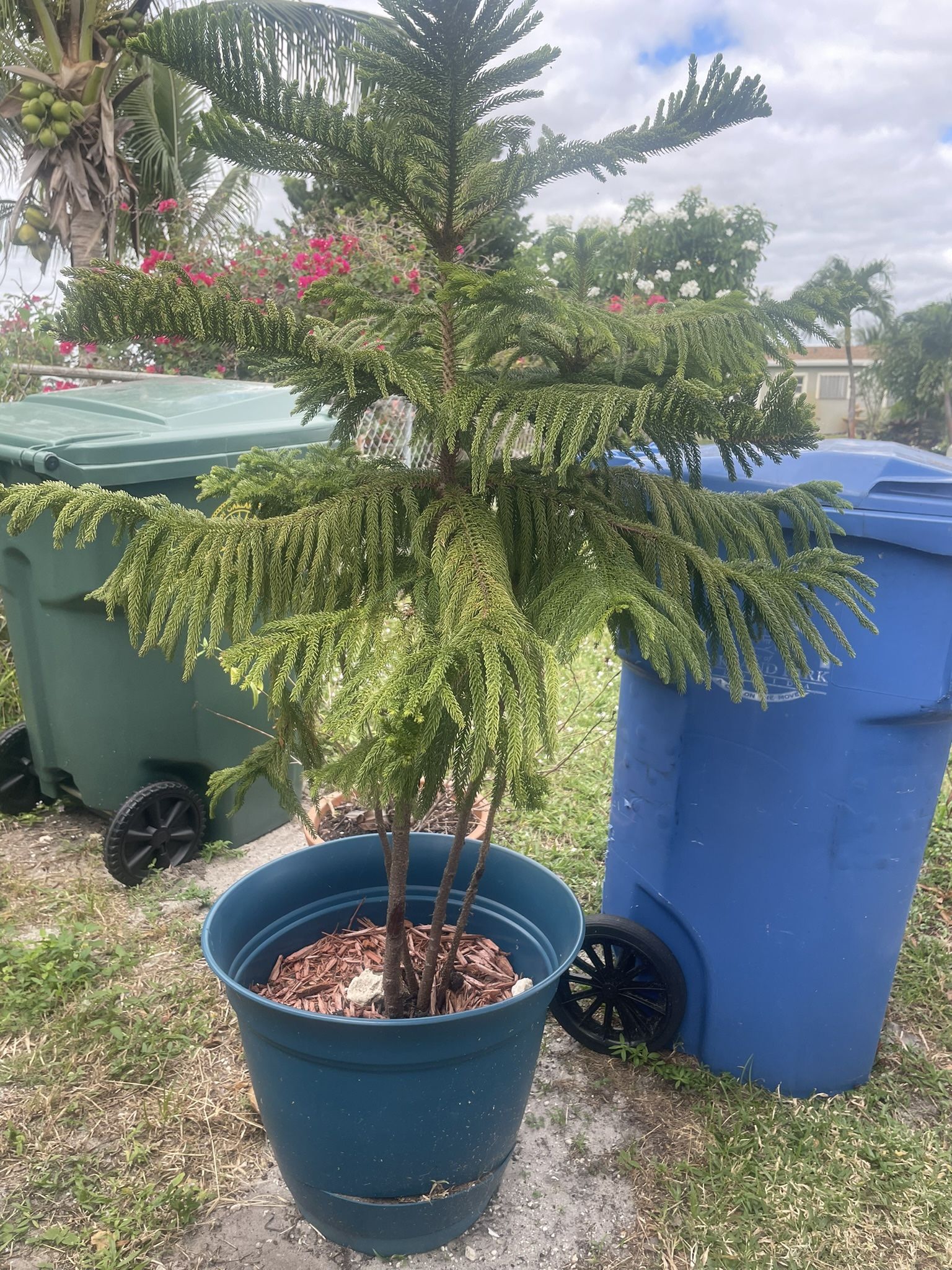Plant Norfolk Island Pine