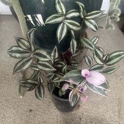 2 different Types Of Tradescantia Plant 