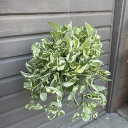 6” super full enjoy pothos