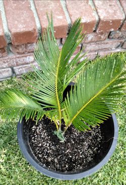 Sego Palm $10
