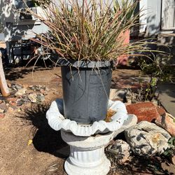 Plant With White Vase/stand