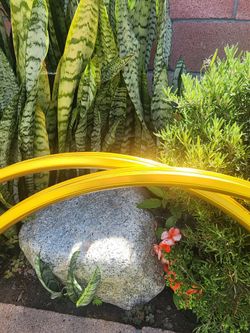 29" Gold hoops