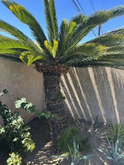 Sago Plant