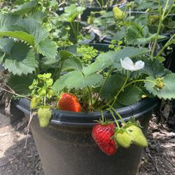 Strawberry Plants- Blueberry Bushes- Boysenberry Plants - Blackberry Plants- Grape Vines- Currant Berry Plants 