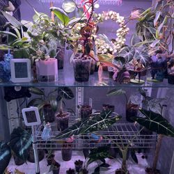 Many Plants $10 And Under!
