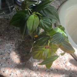 Philodendron Micans Cuttings