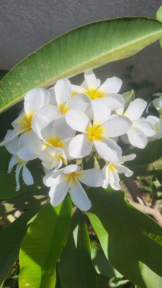 PLUMERIAS