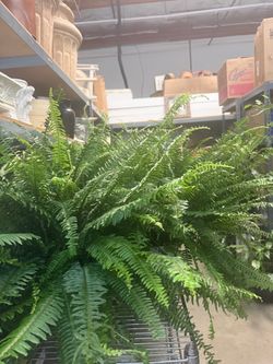 Boston fern plant