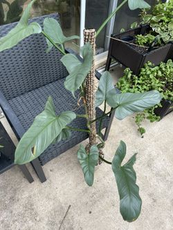 Philodendron Silver Sword 