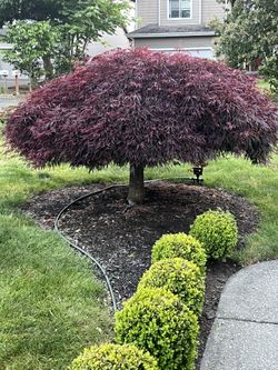 Japanese Maple Tree