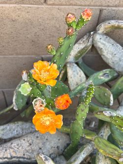 Cacti large and small