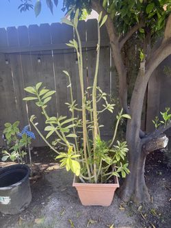 African Poinsettia