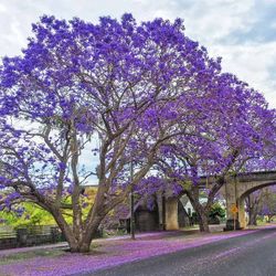 Jacarandas Mimosa Purple Tree 1gallon 