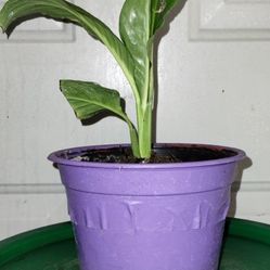 Peace Lily Plant 