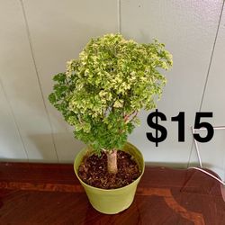 Aralia Ming Bonsái
