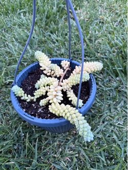 Hanging Donkey Tail Succulent