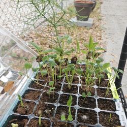 Plant Starters Transplants 