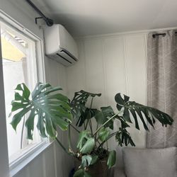 Huge Monstera Plant With Beautiful Ceramic Pot