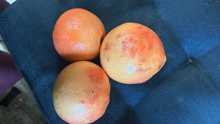 FREE.. Pink Grapefruit!