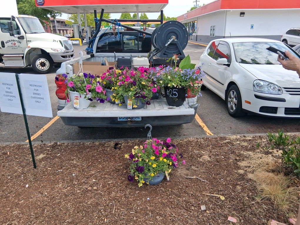 Flowers In Pots.