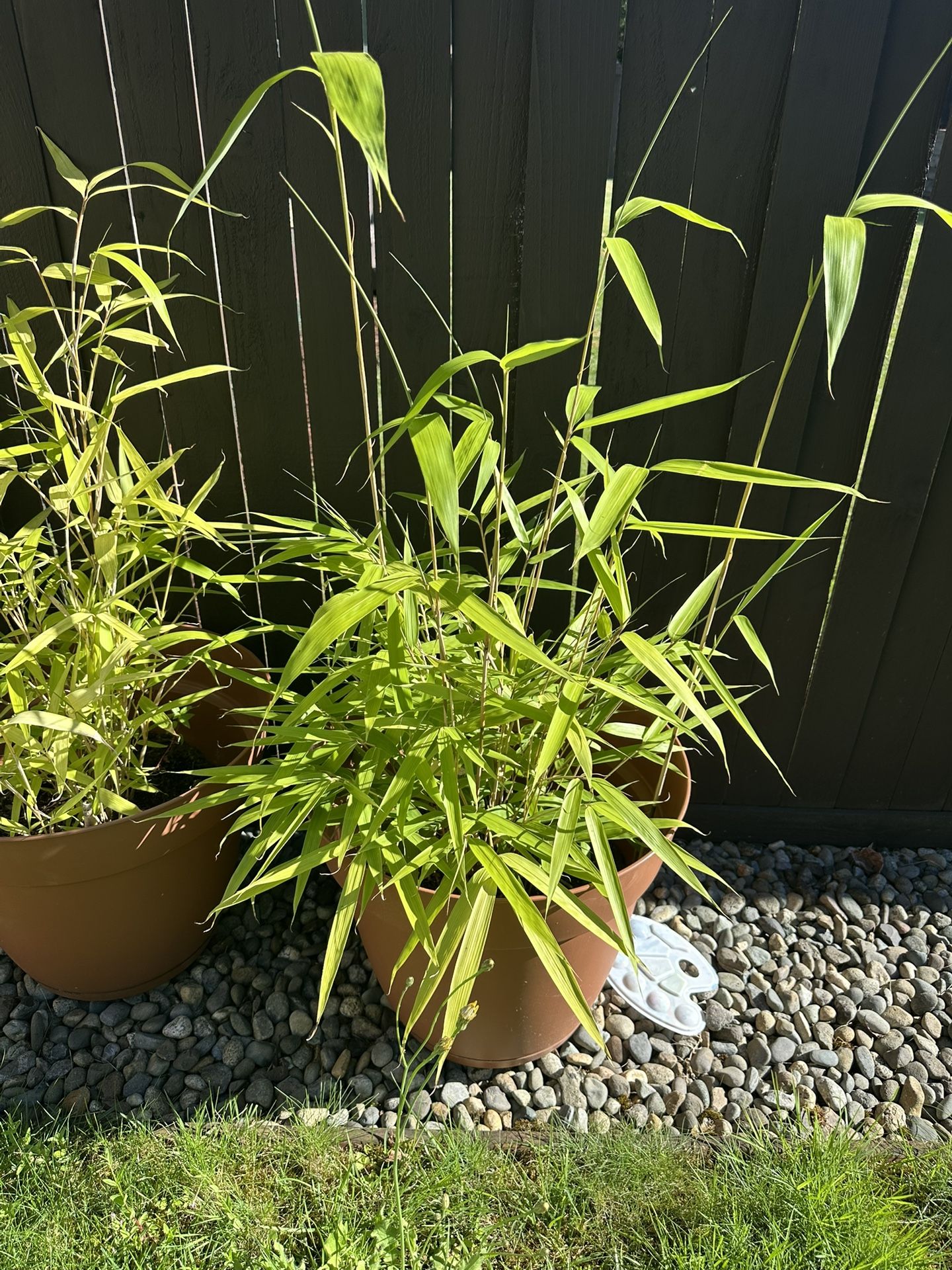 Bamboo Plants