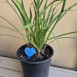 Society Garlic plants in gallon size containers and stand alone succulents 