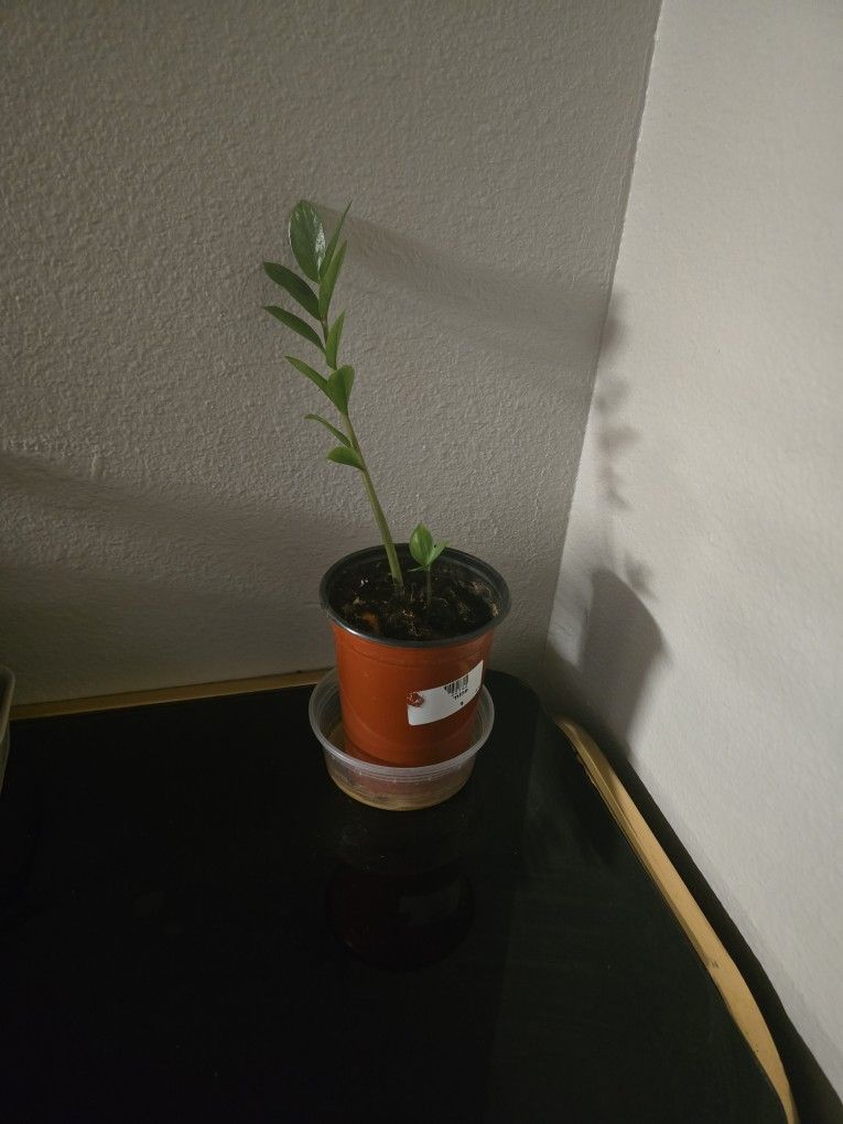 Zz Plant