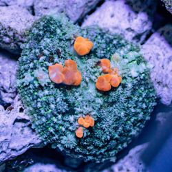 Fake Orange Bounce Mushroom Coral