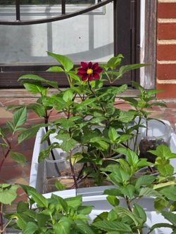 Dahlia Plants Blooming Now $5 Each