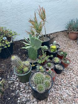 33 succulence, agave, aloe & cacti